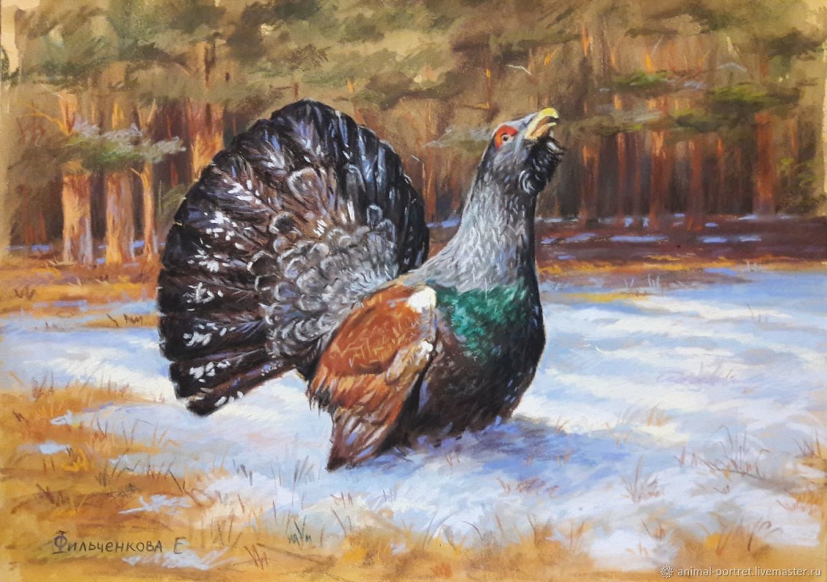 Брачные танцы тетерева