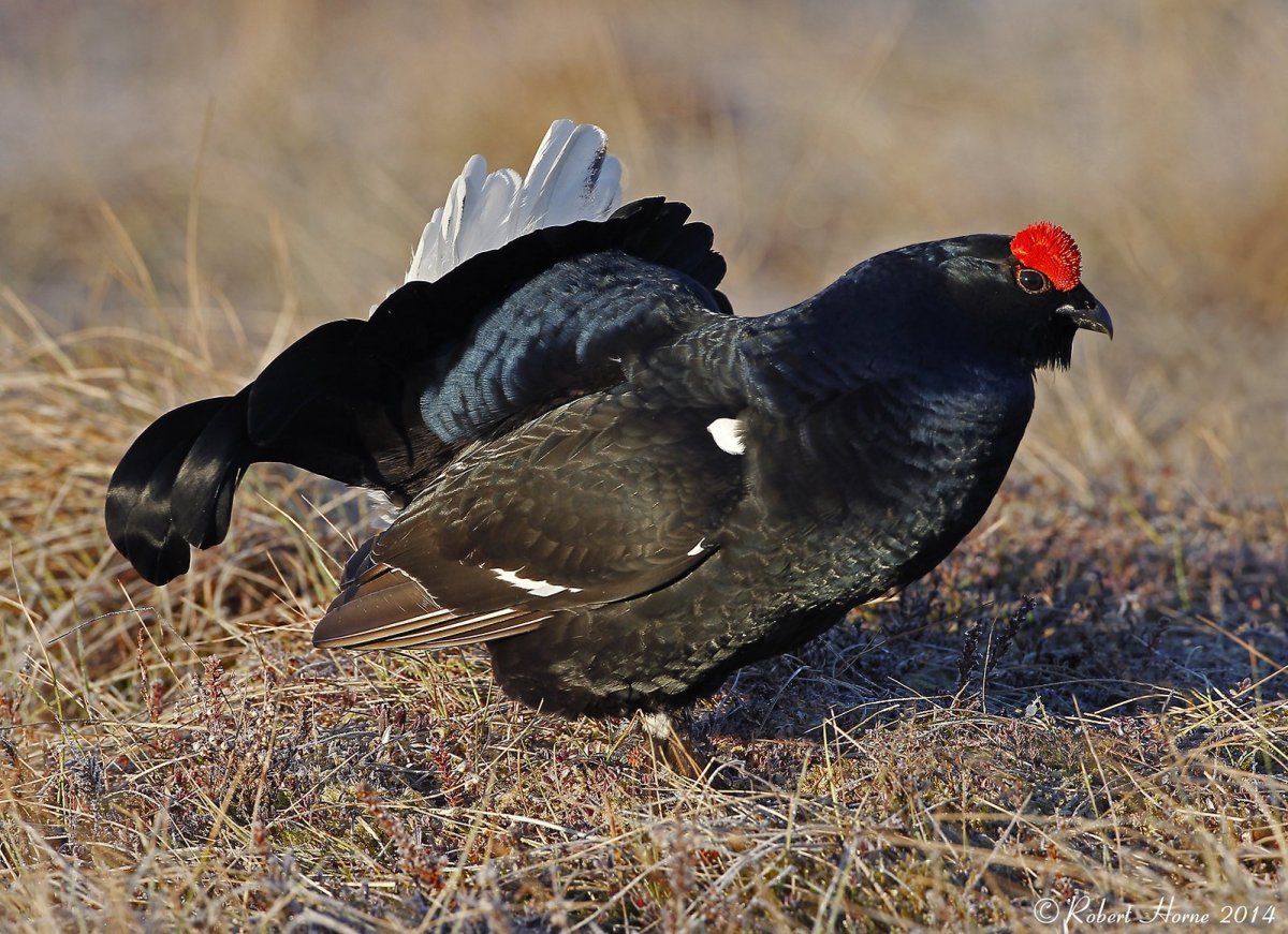 Голубой тетерев