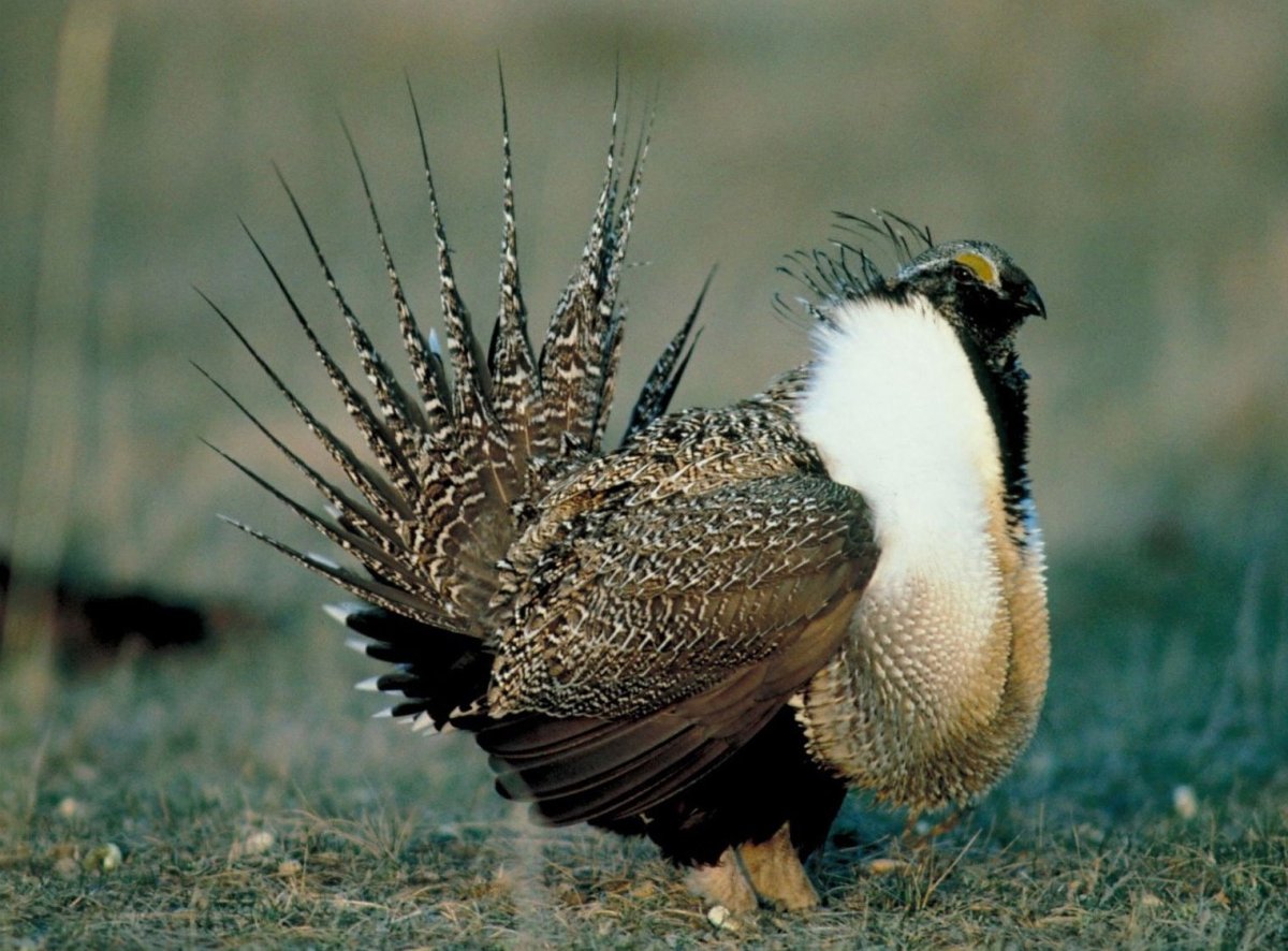 Тетерев Сибирский