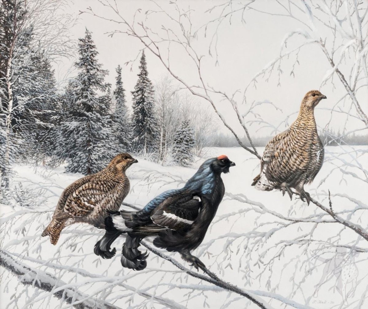 Тетерев без фона