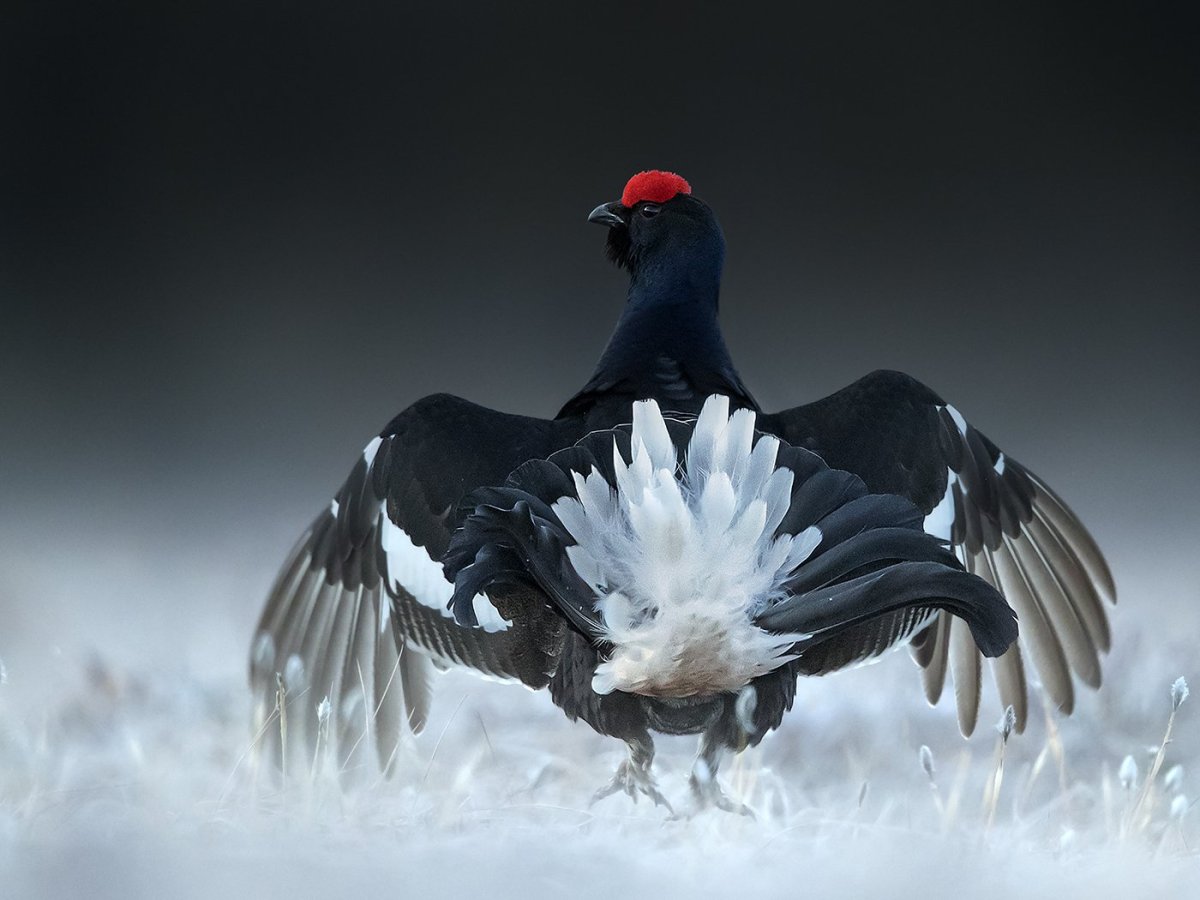 Тетерев-Косач (Lyrurus Tetrix)