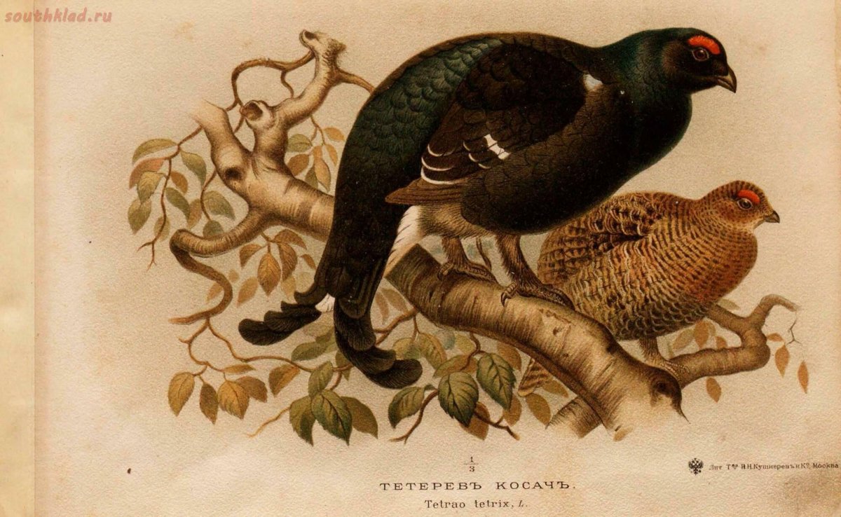 Тетерев-Косач самка