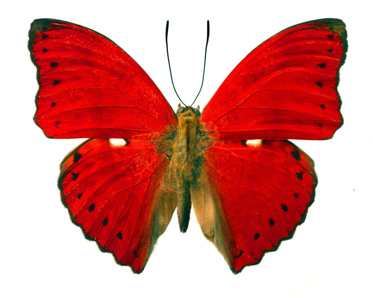 Бабочка красного цвета