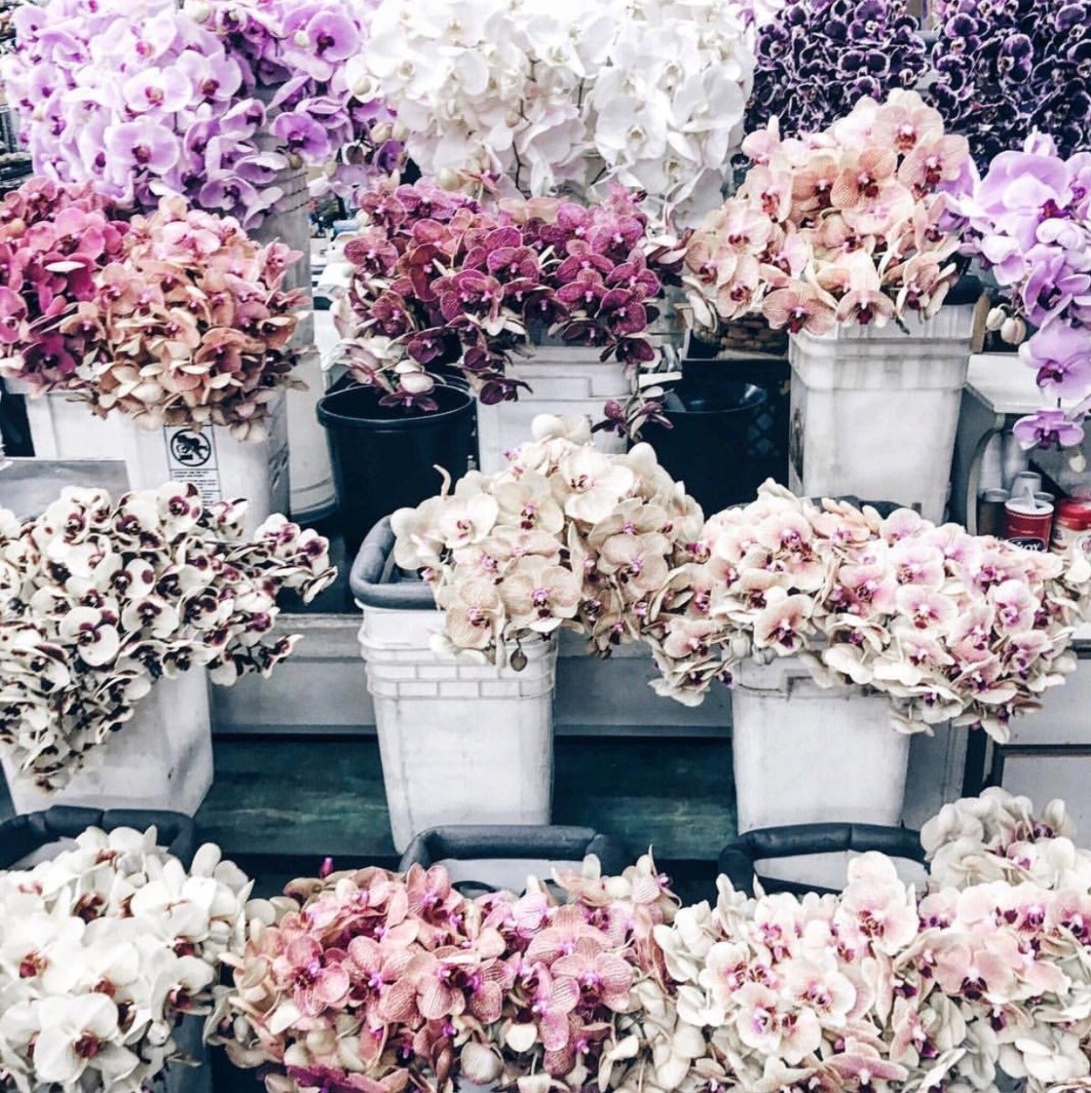 Куча цветов Эстетика