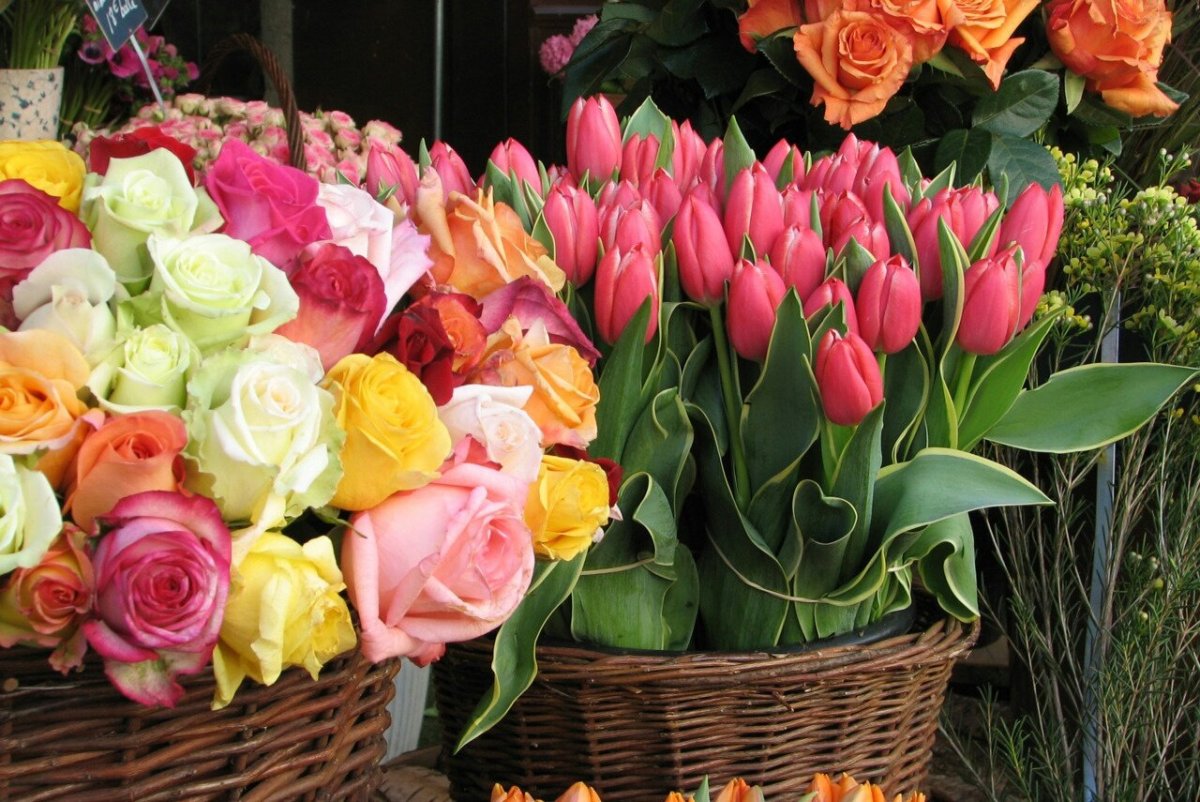 Розы и тюльпаны