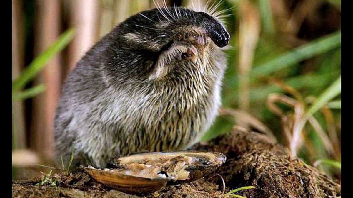 Выхухоль эндемик