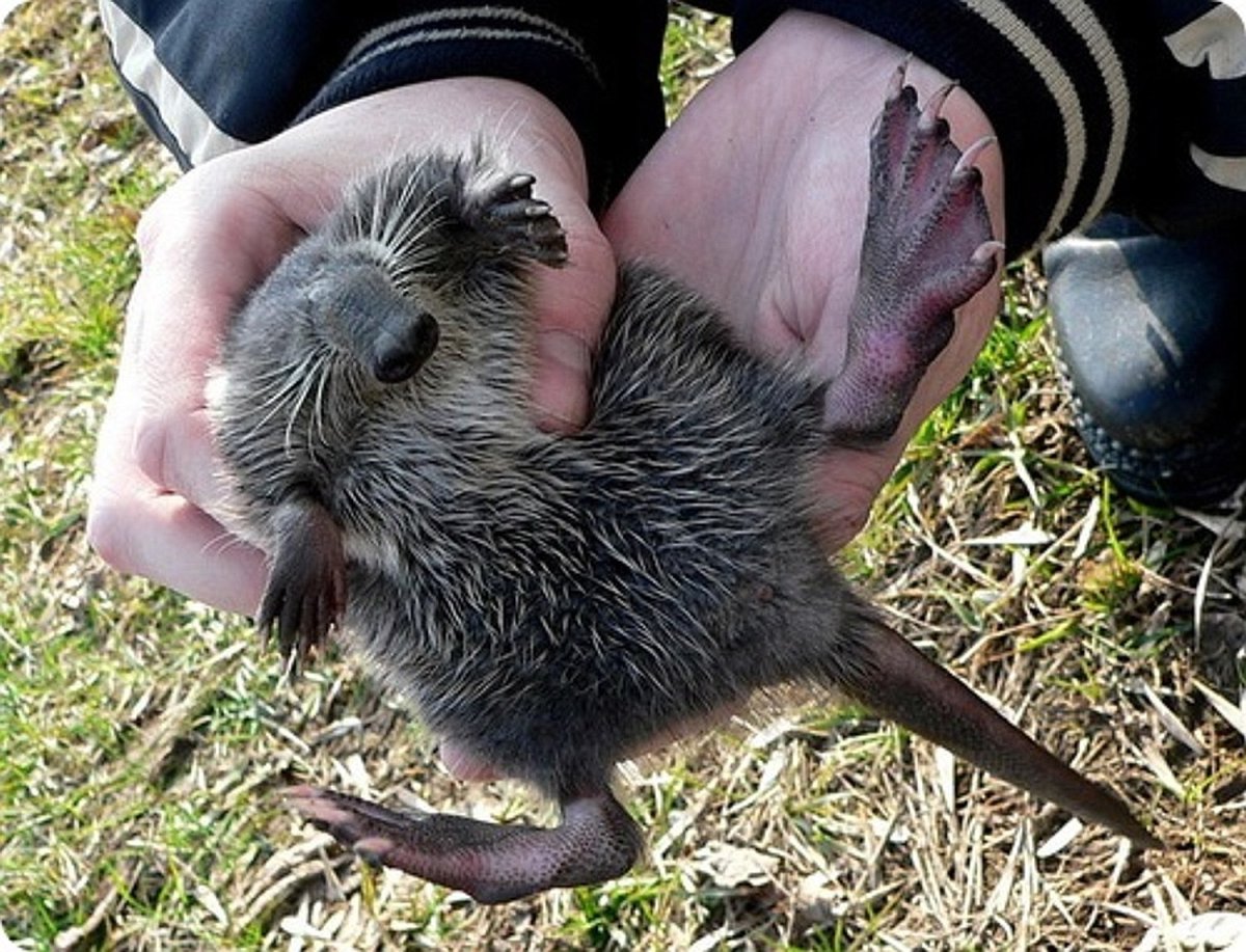 Выхухоль Хохуля