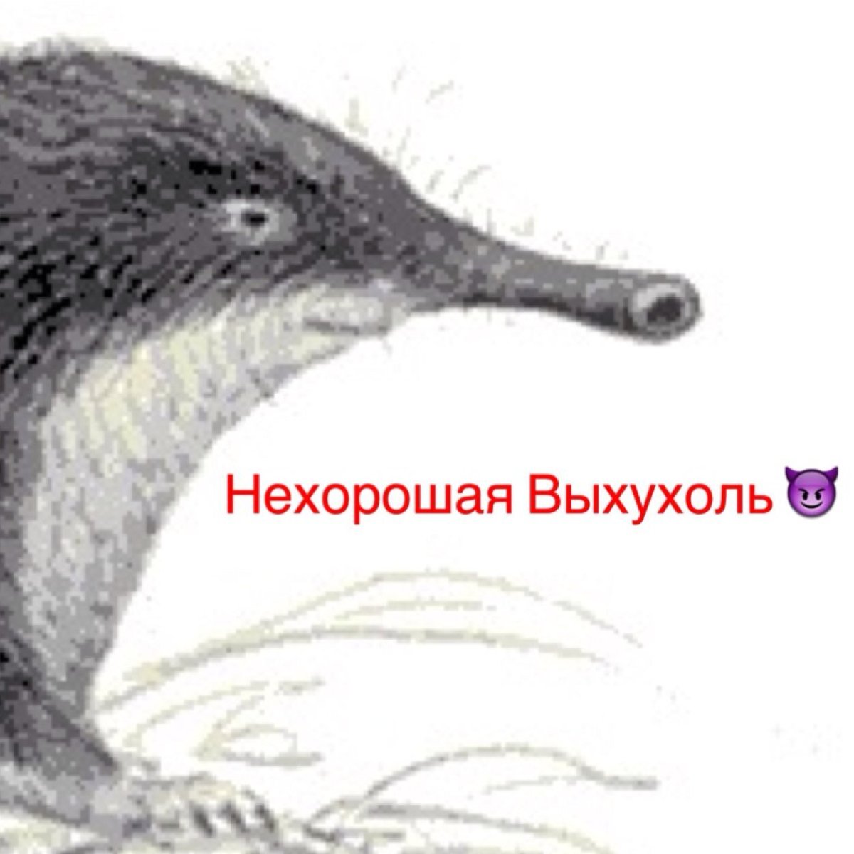 Выхухоль смешная