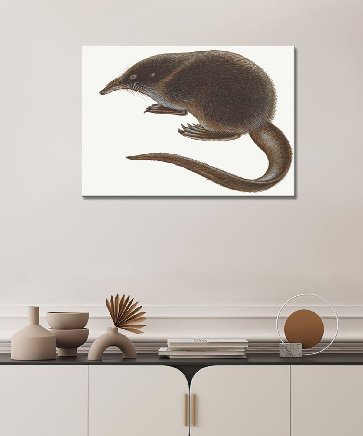 Выхухоль на белом фоне