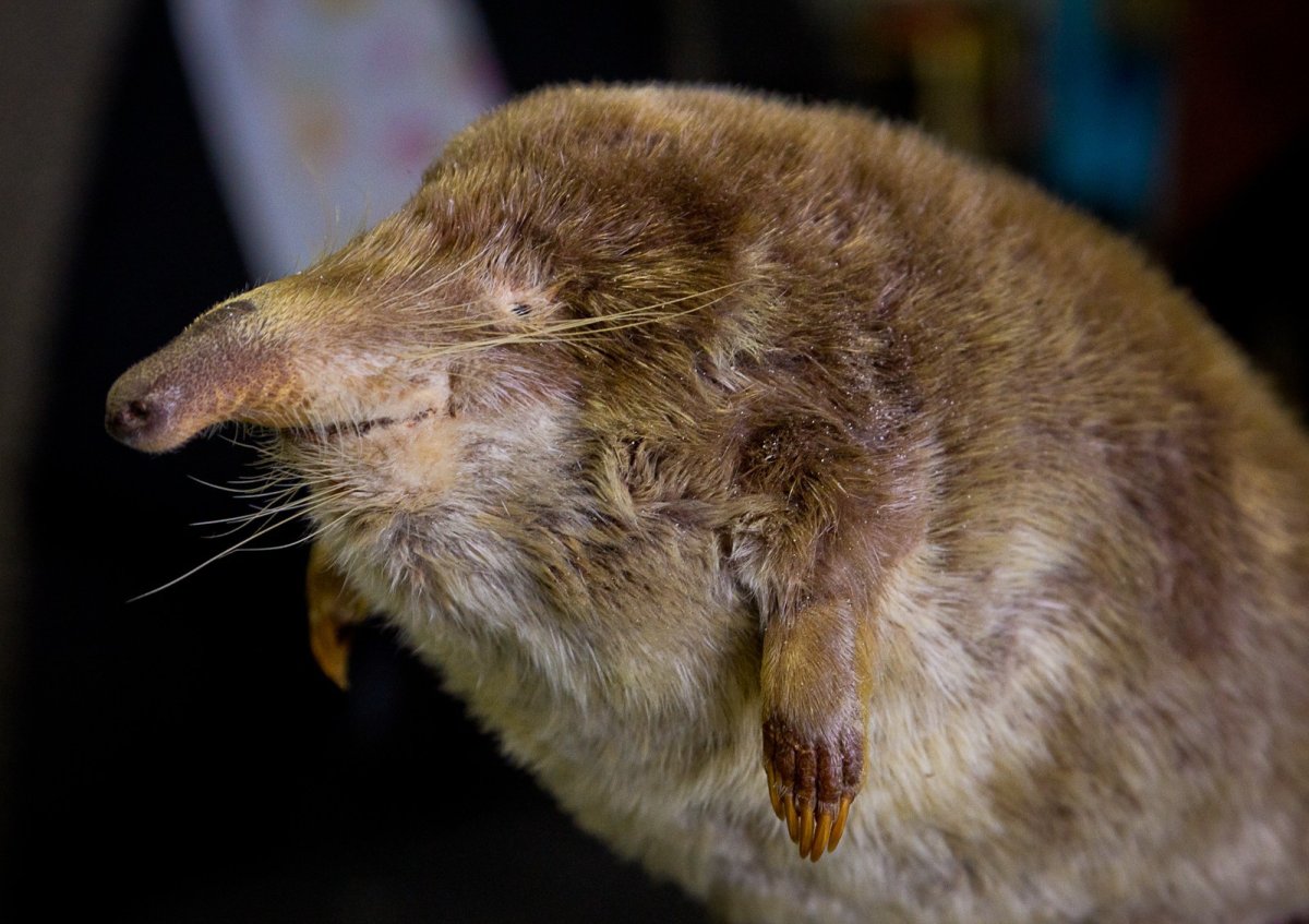 Выхухоль птица