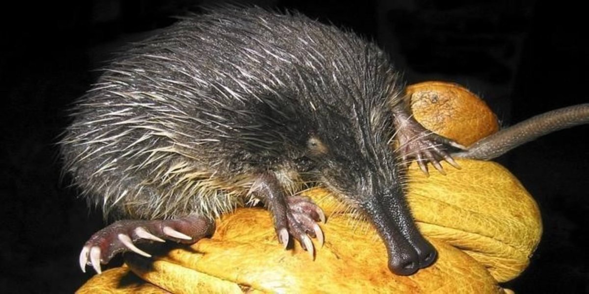 Животные красной книги рисунки