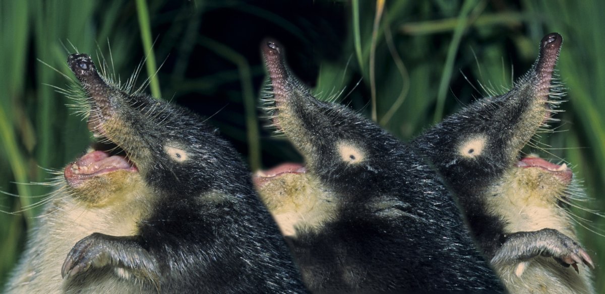 Русская выхухоль Desmana moschata Linnaeus, 1758