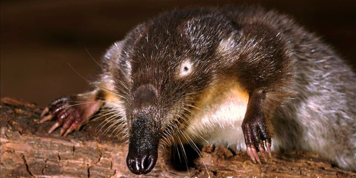 Русская выхухоль Desmana moschata Linnaeus, 1758