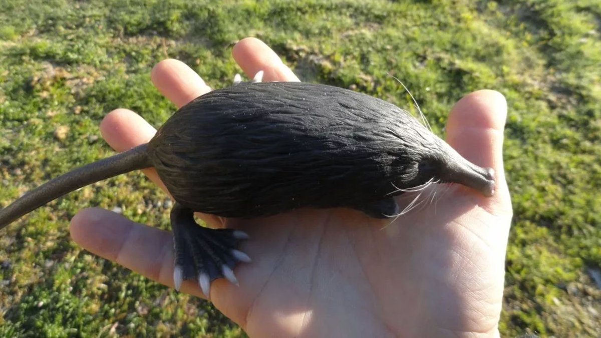 Яплакал картинки приколы