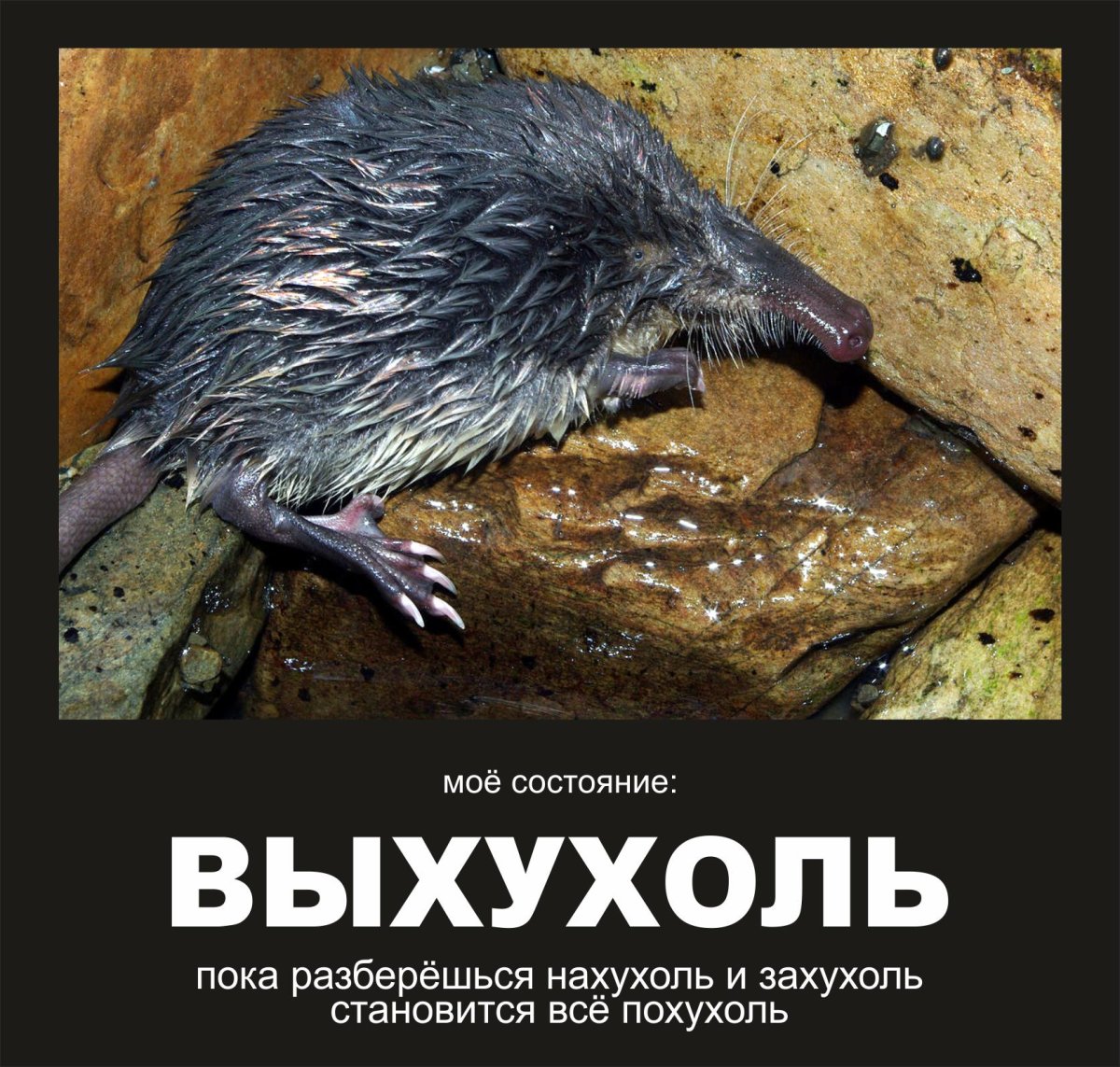 Слоновый прыгунчик они нас заслонили