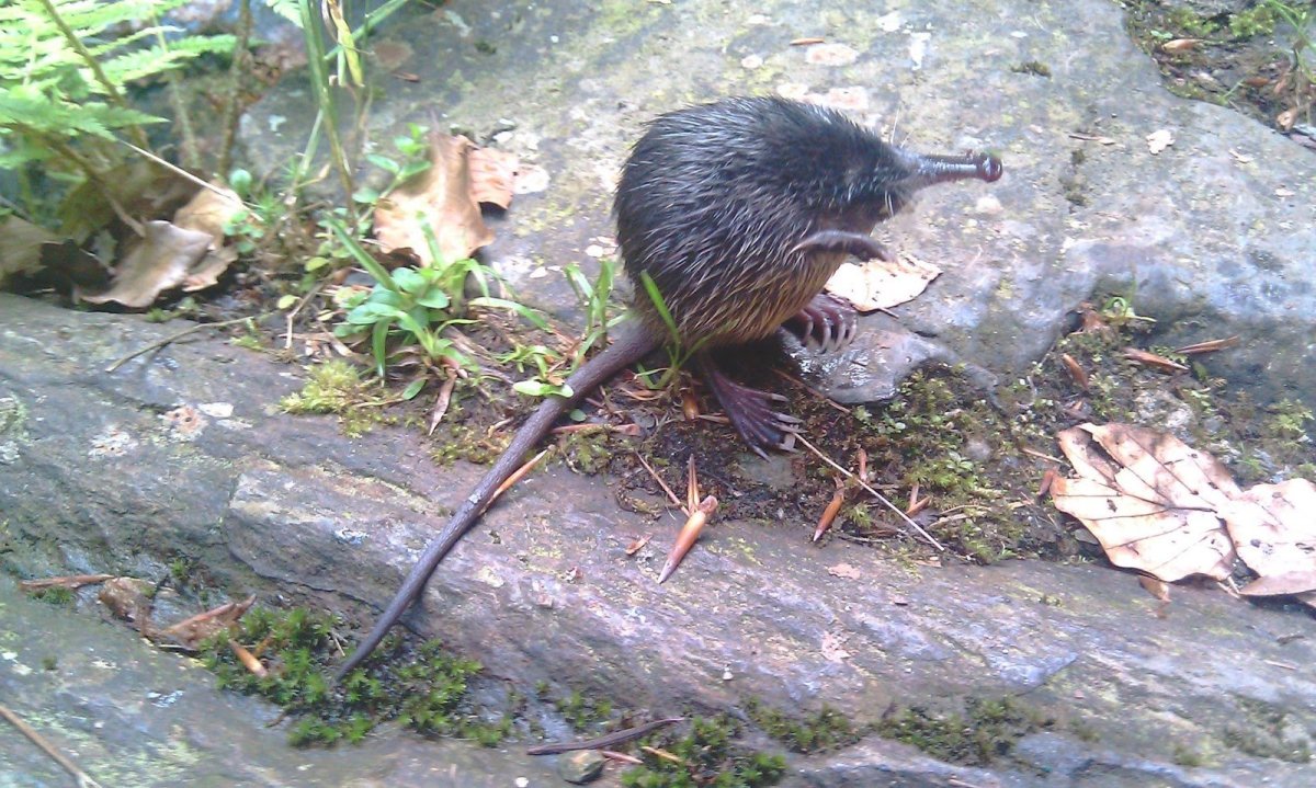 Землеройка кутора