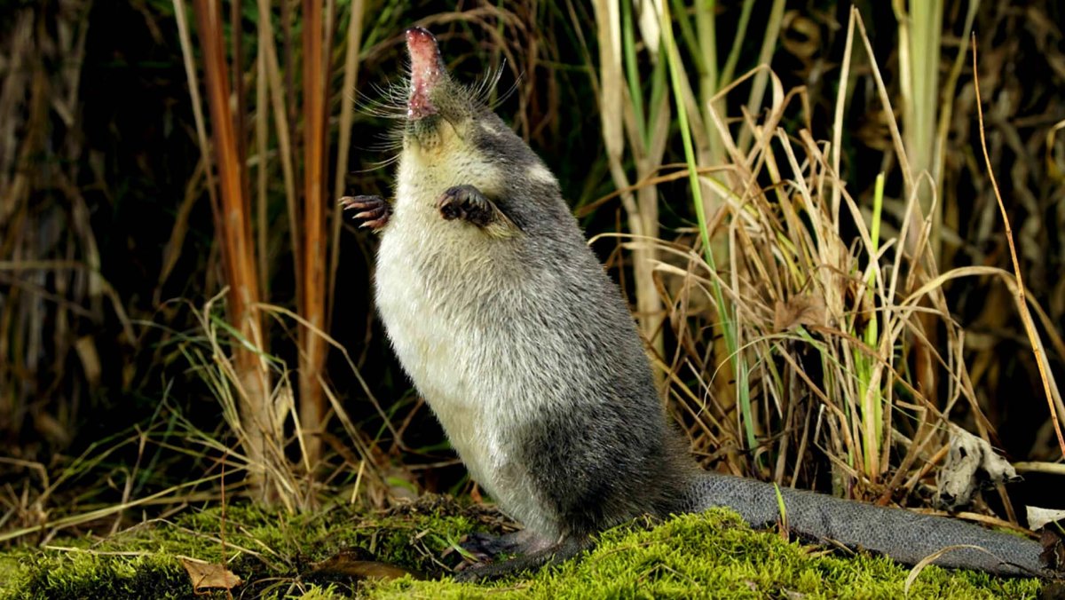 Восточноамериканский Крот