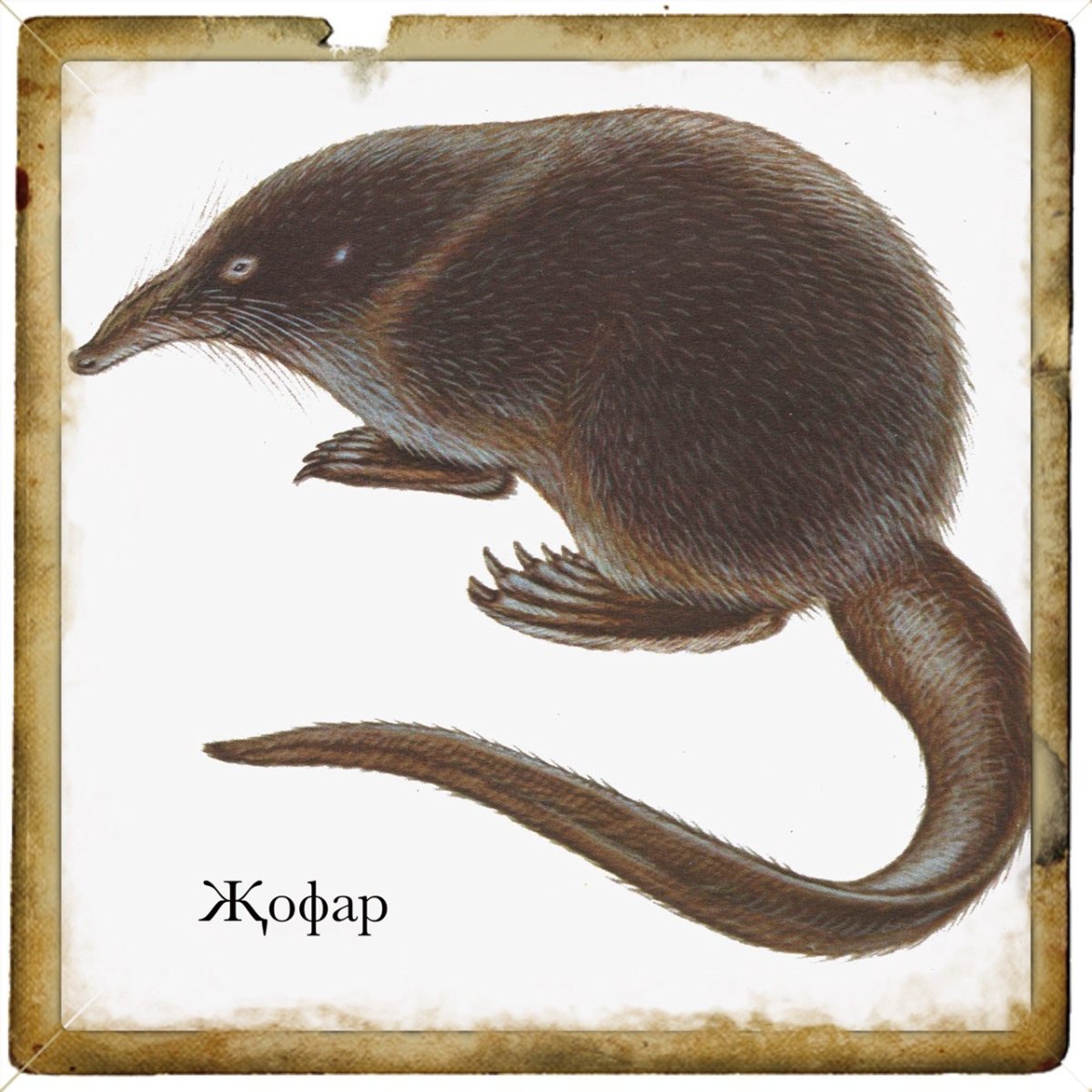 Пиренейская выхухоль