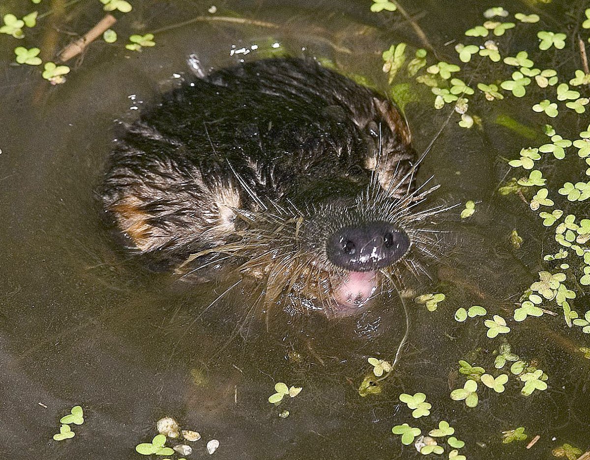 Хоперский заповедник выхухоль