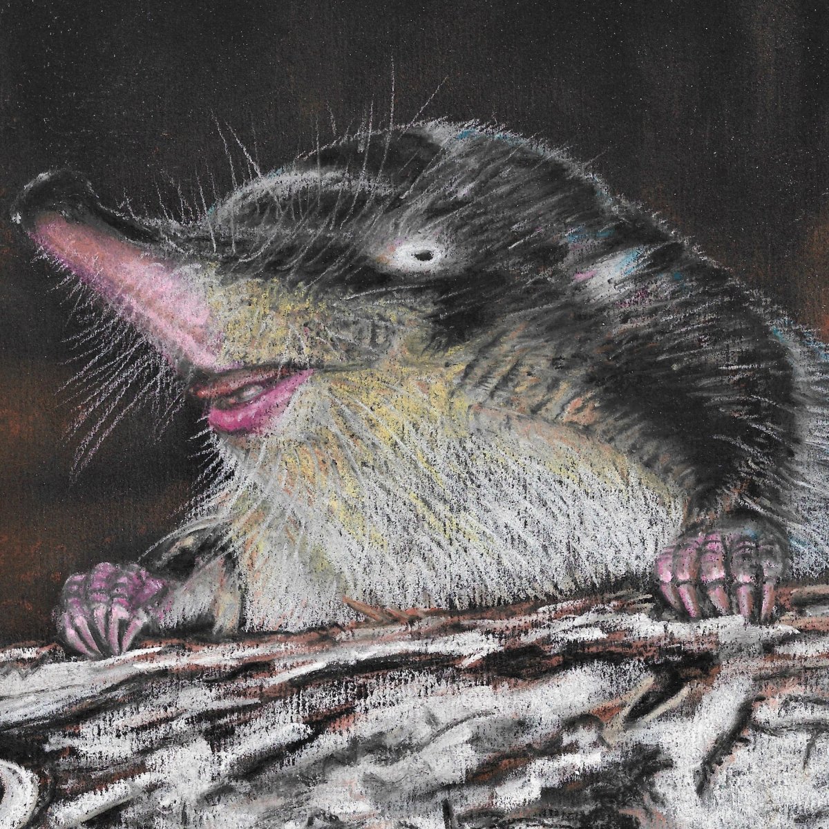 Выхухоль философ