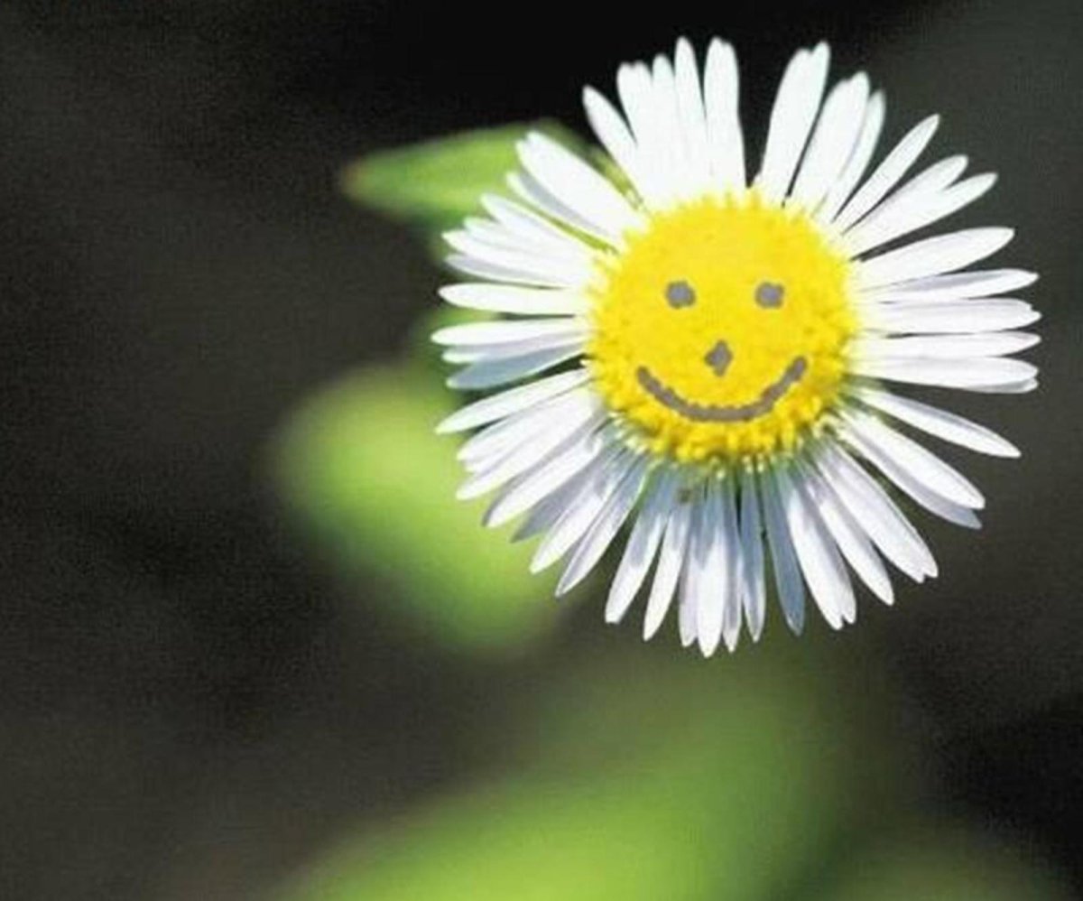 Улыбнись жизнь прекрасна