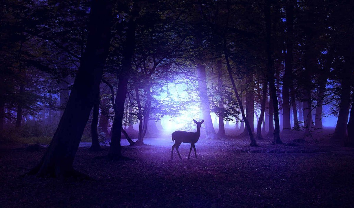 Кусты в лесу ночью