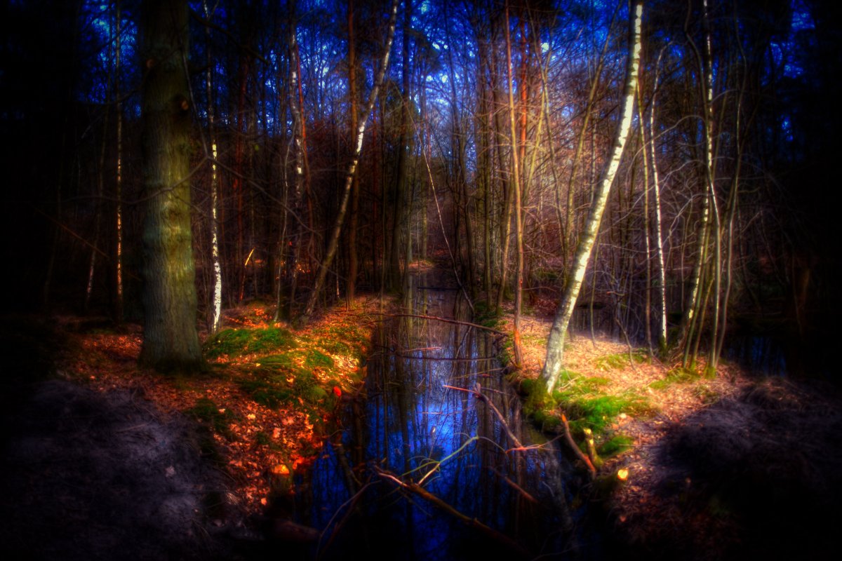 Красивый ночной лес