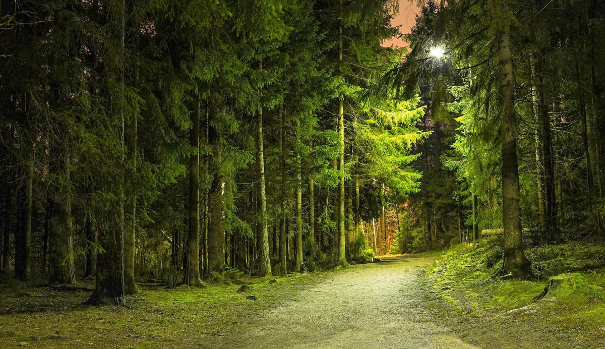 «Ночь в лесу»