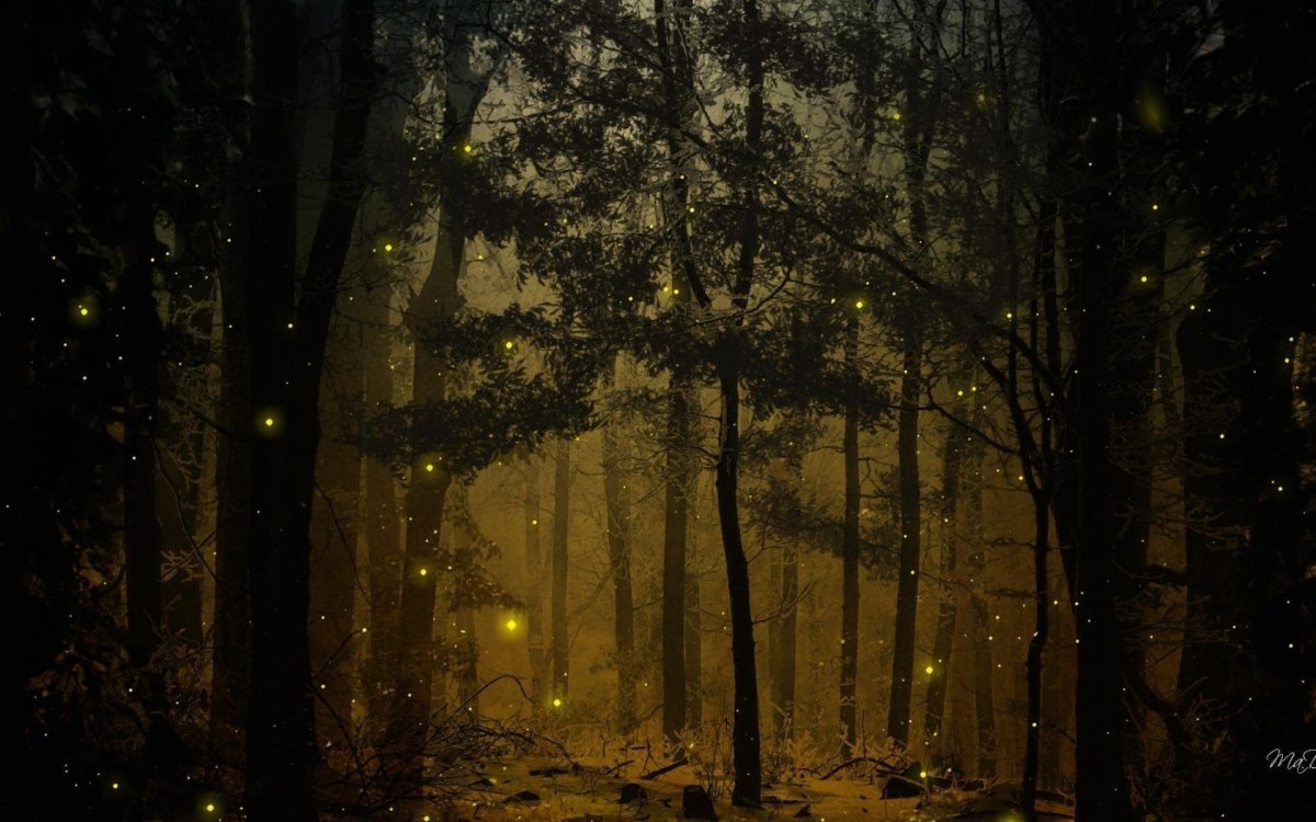 Ночной сказочный лес