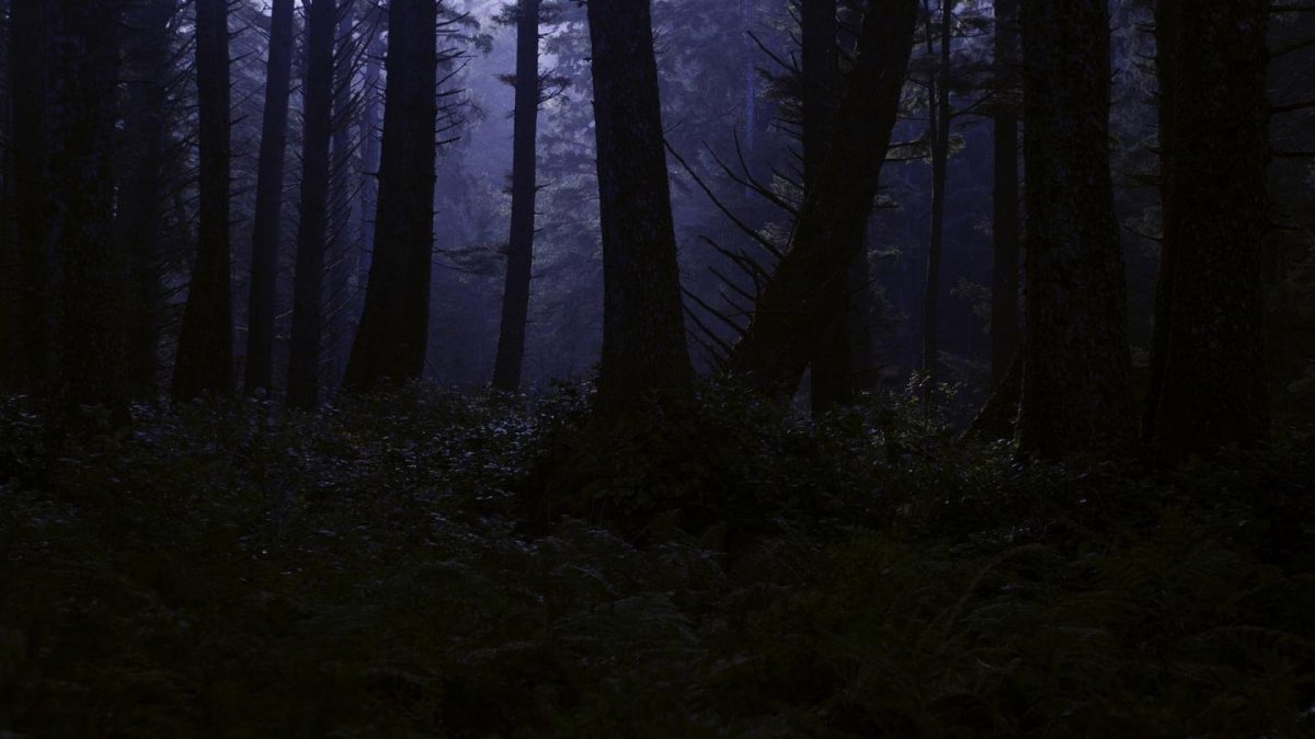 Ночной лес