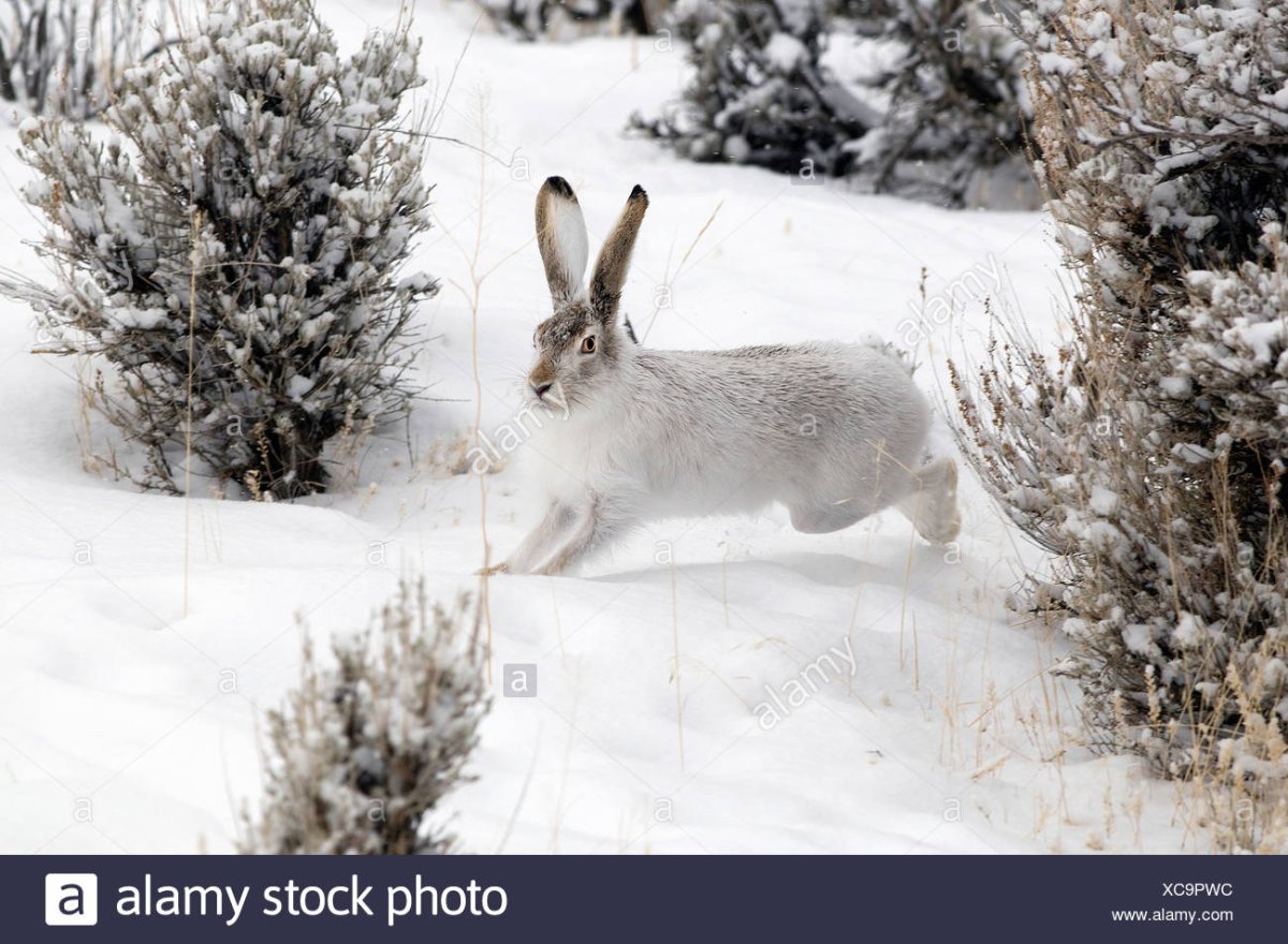 Заяц бежит по снегу