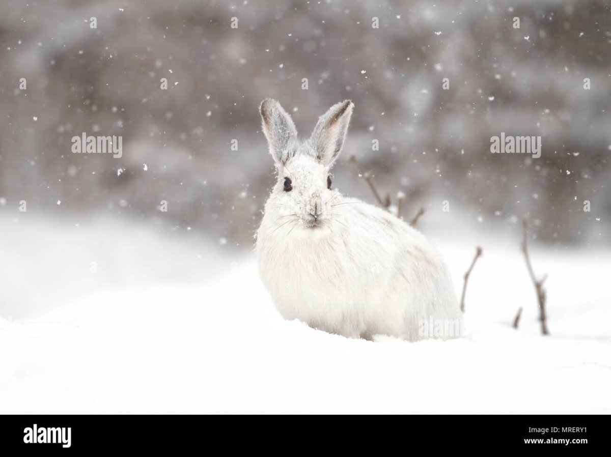 Заяц Русак фото