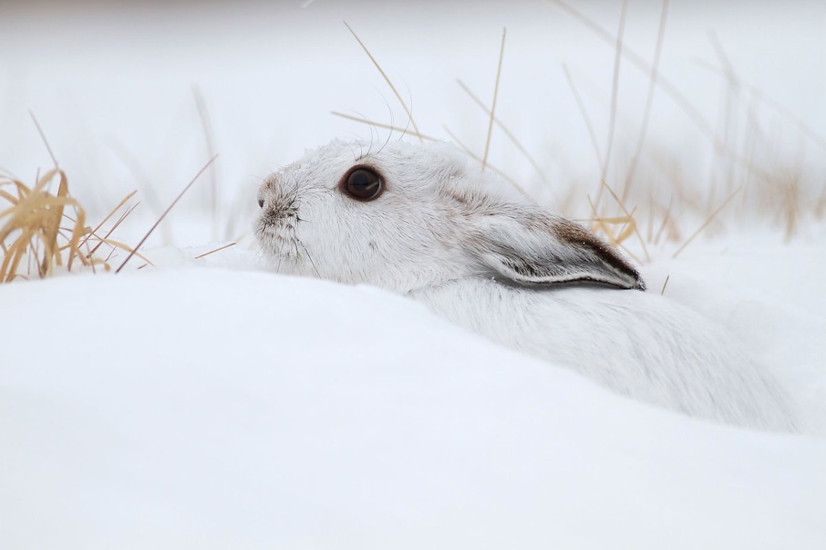 Маскировка зайца беляка