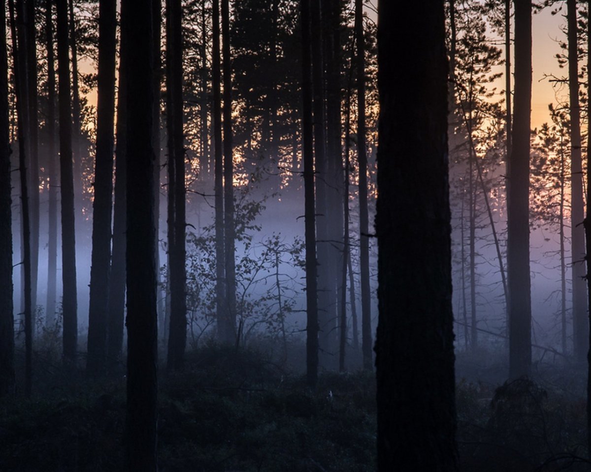 Пейзаж ночной лес