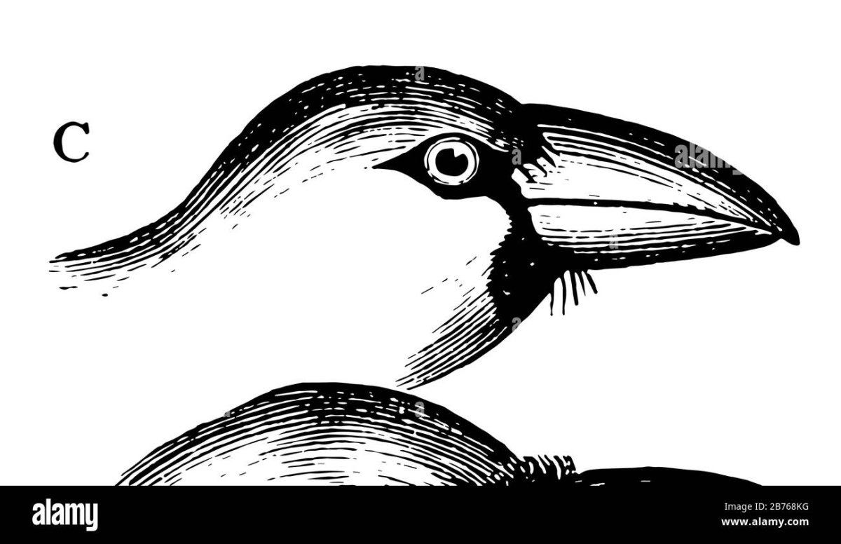 Рисование птиц клювы для дошкольников