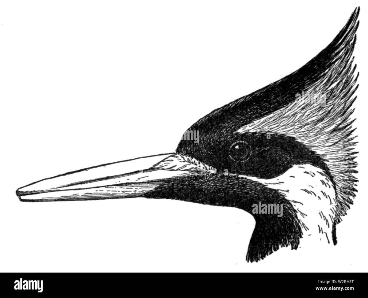 Клюв без фона