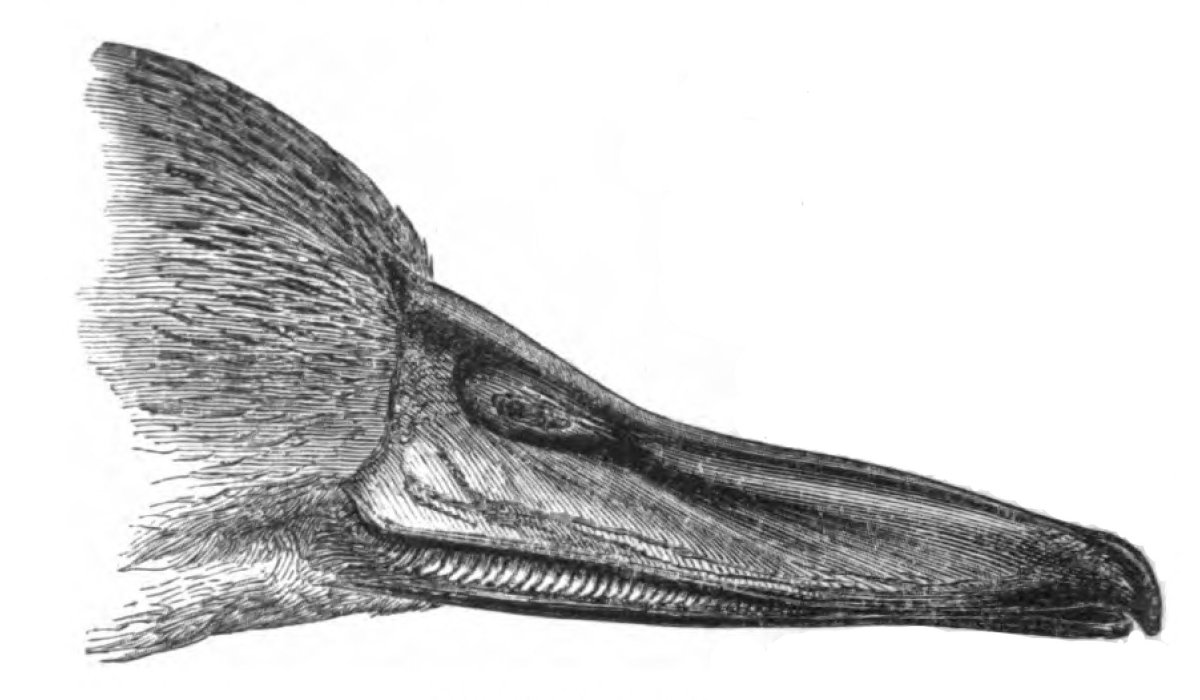 Роговой клюв