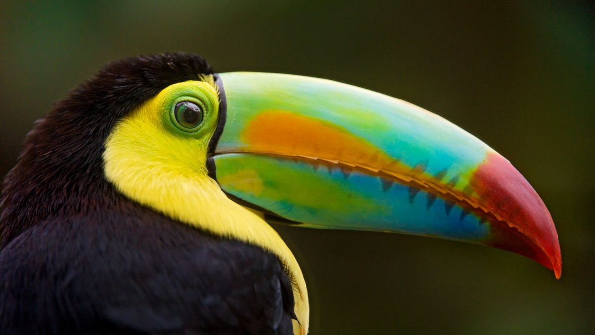 Тукан анфас