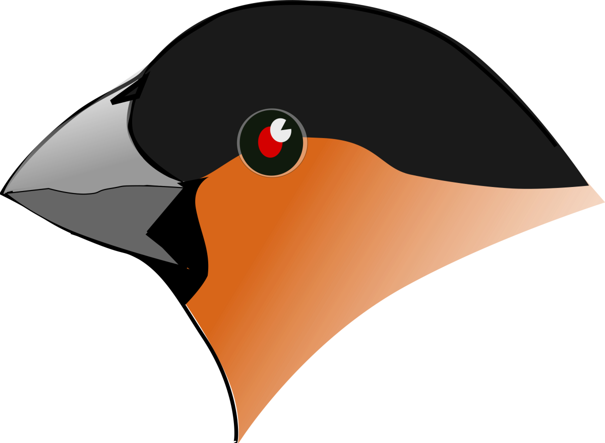 Клювы птиц для детей