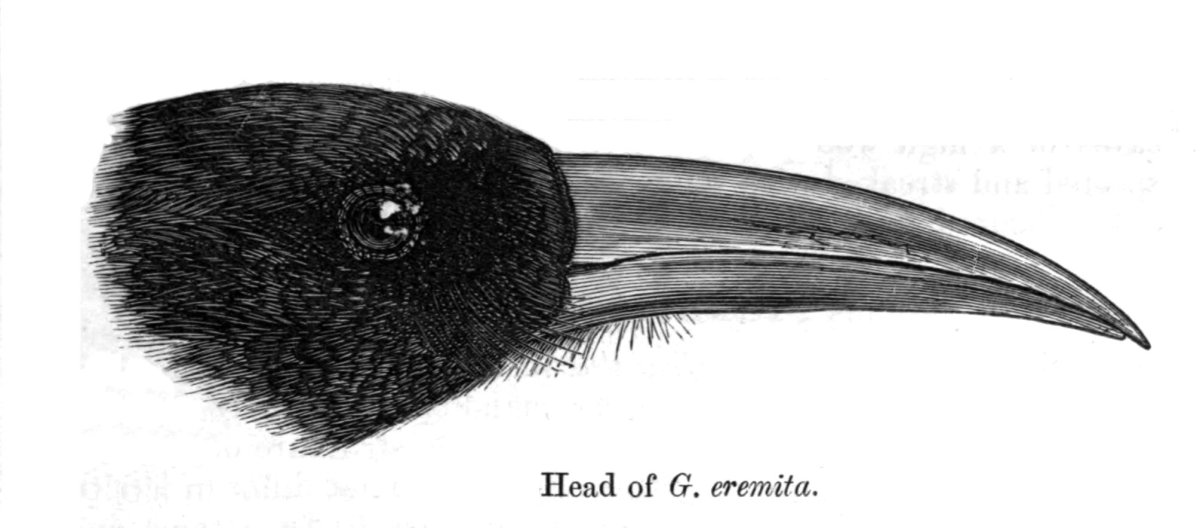 Подобие изогнутый клюв