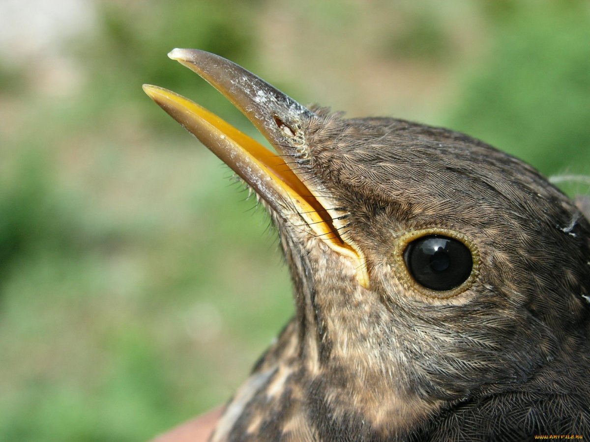 Клюв воробьинообразных