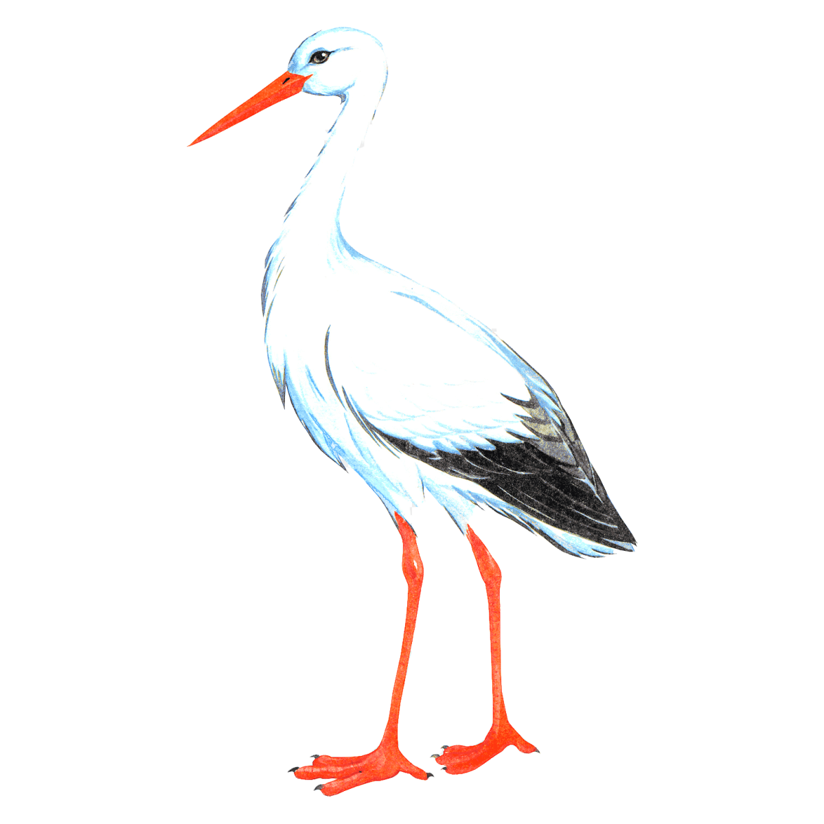 Аист картинка