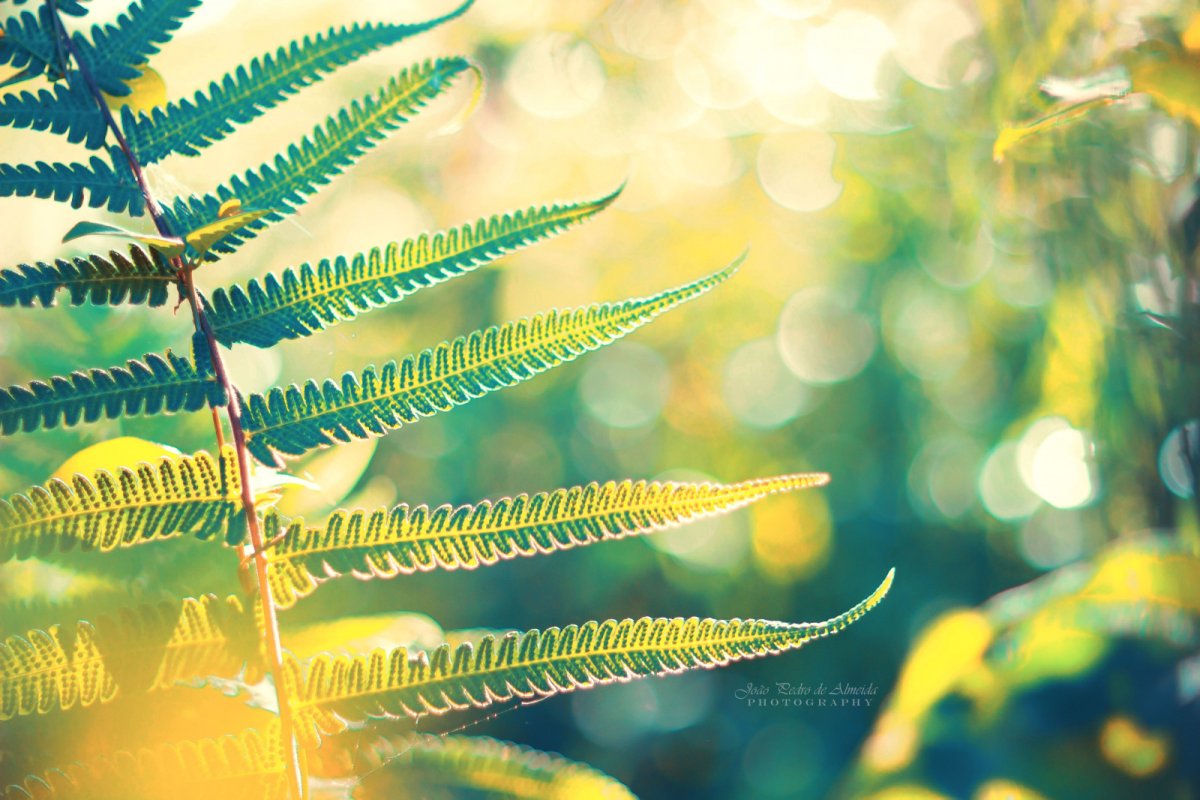 Размытый папоротник