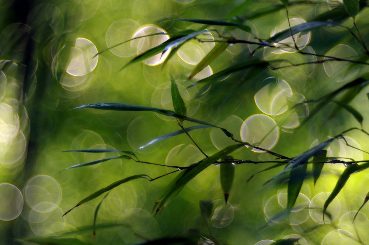 Абстракция природа