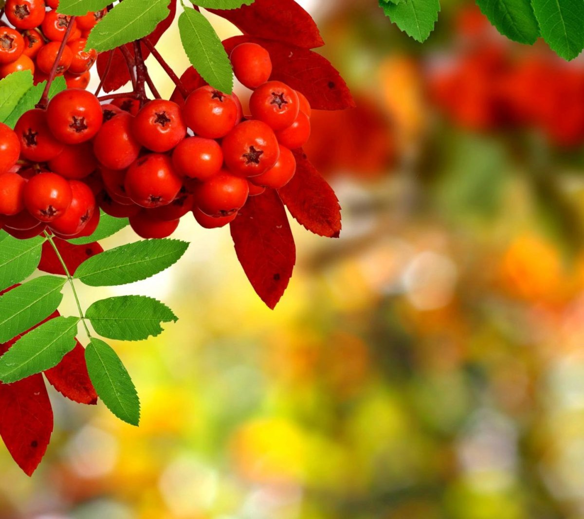 Рябина горькая