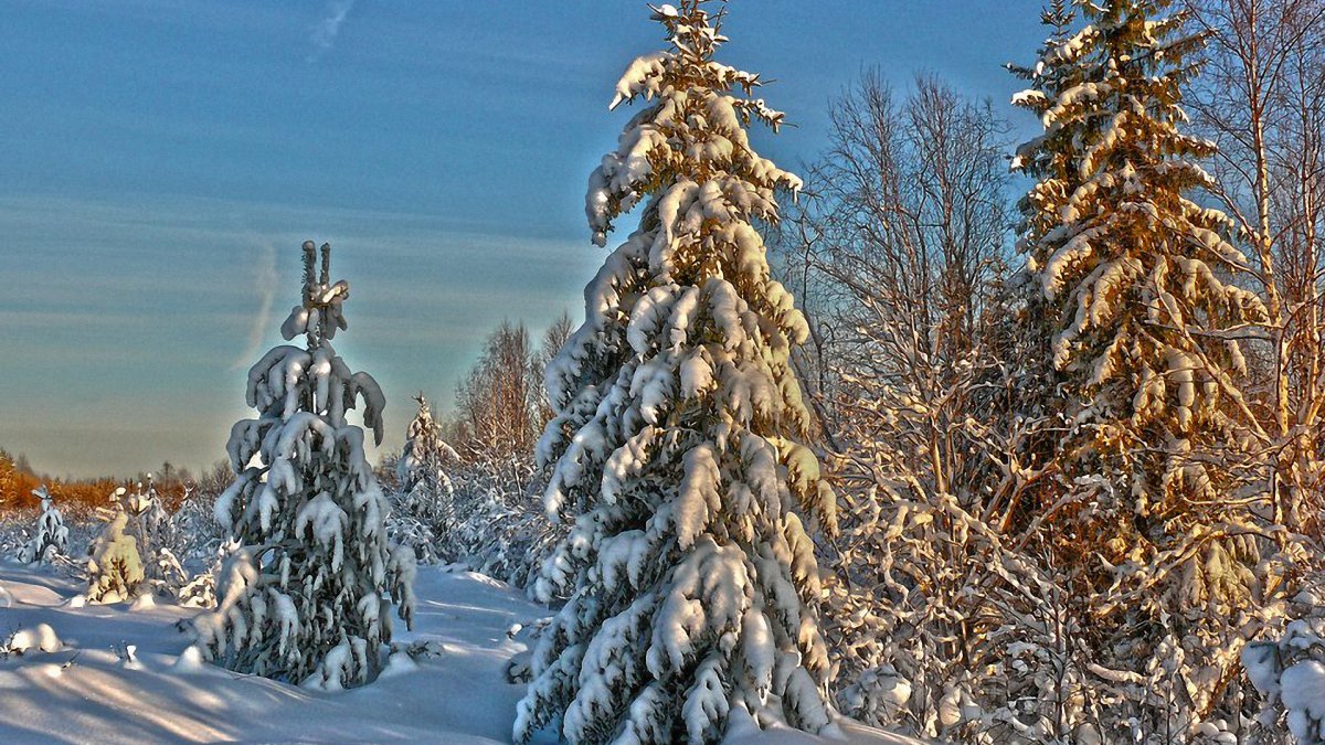 Сказочный зимний лес