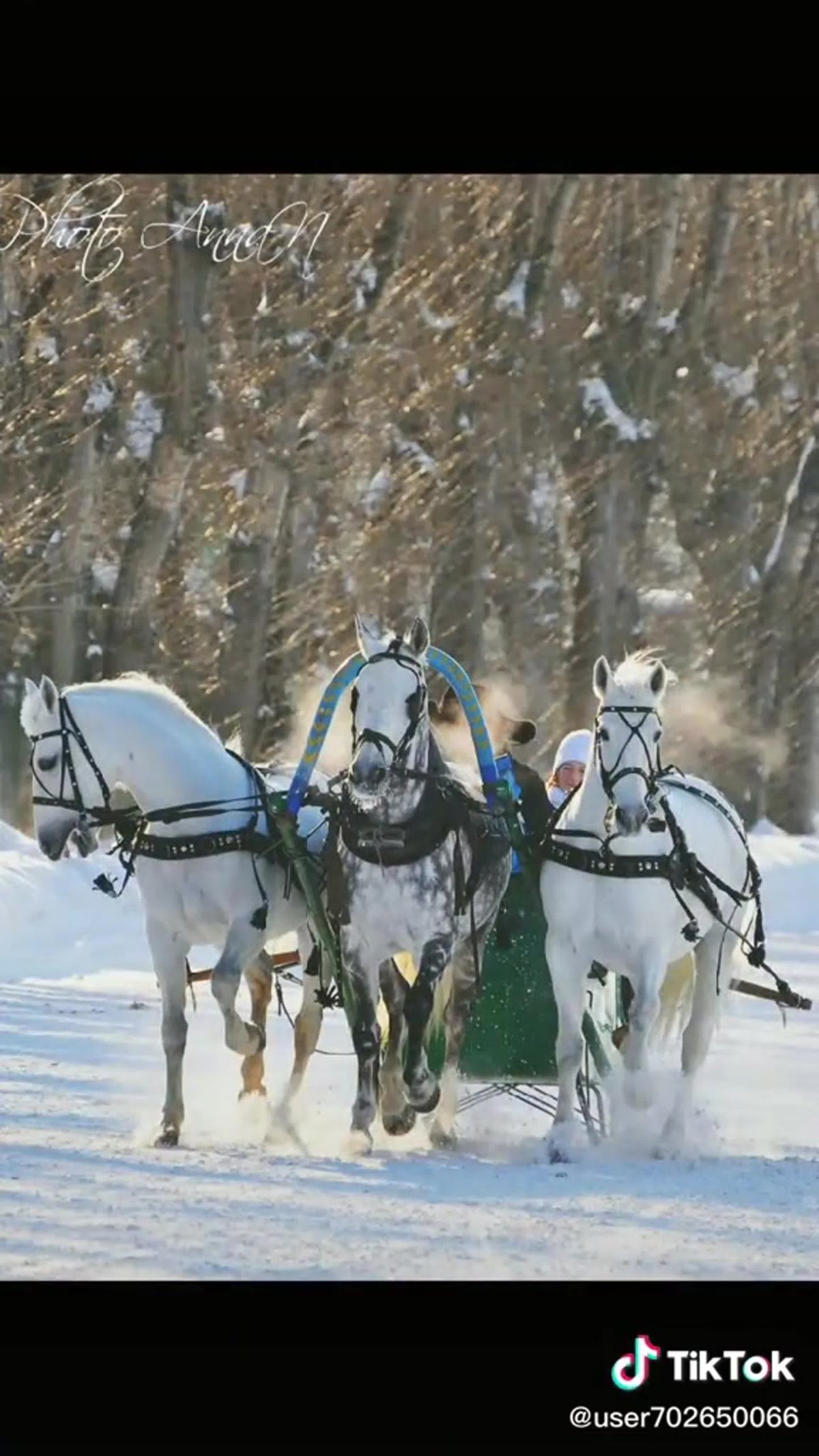 Тройка орловских рысаков в упряжи