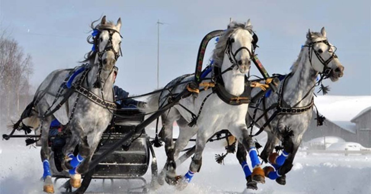 Русская тройка запряжка лошадей