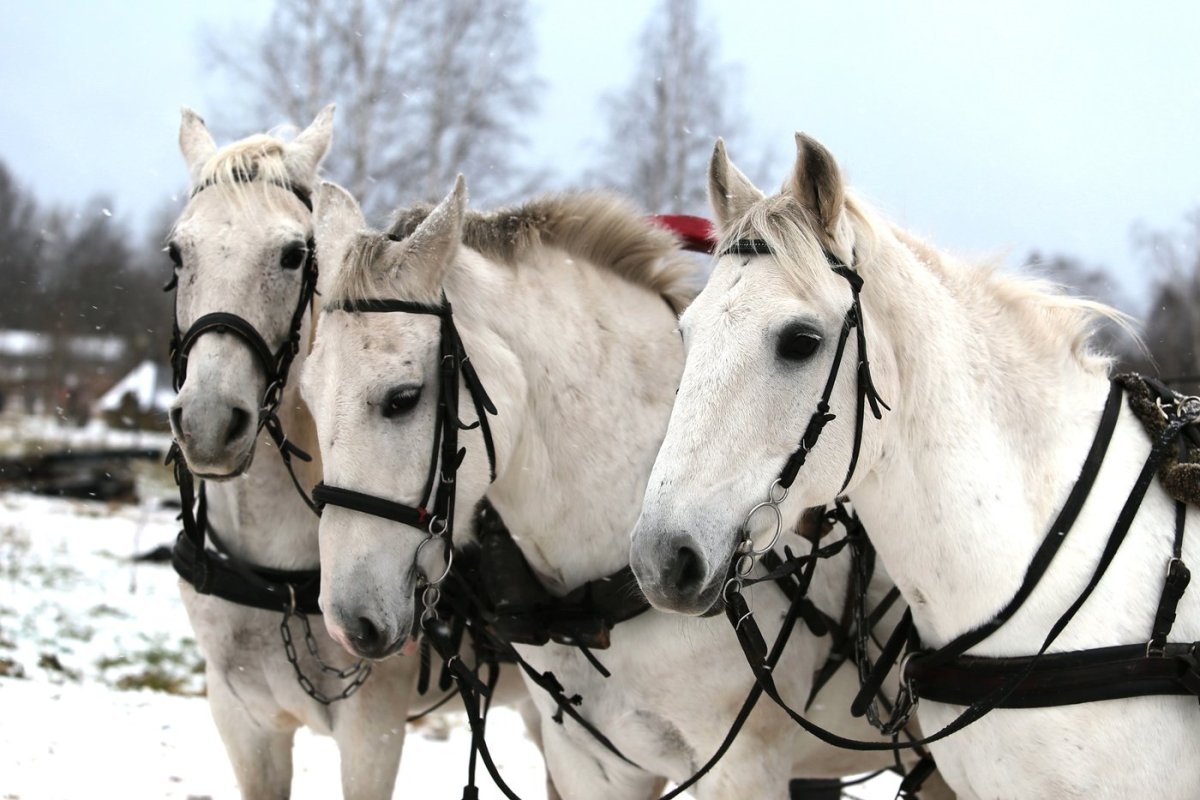 Тройка тройка тройка белых лошадей