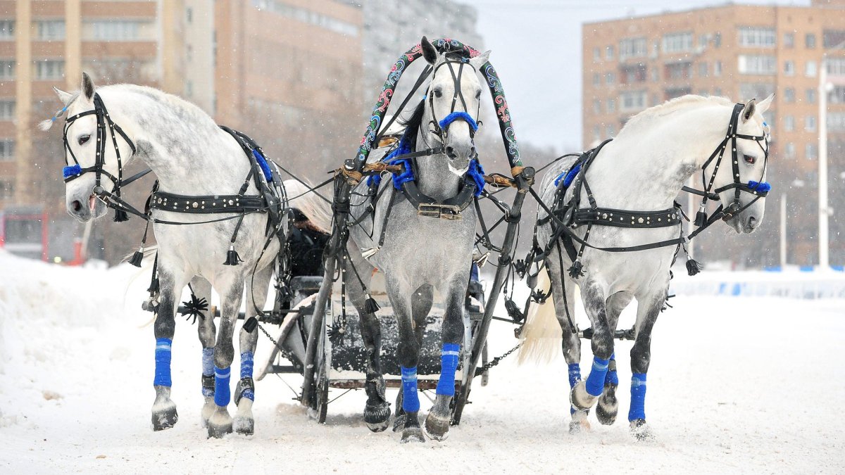 Русская тройка белых лошадей